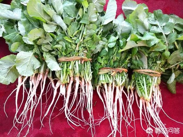 怎样腌酸菜?