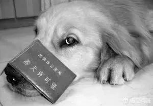 给宠物狗办证需要什么流程?有必要吗?