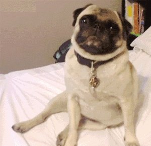 给宠物狗办证需要什么流程?有必要吗?