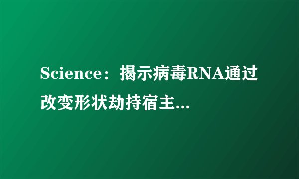 Science:揭示病毒RNA通过改变形状劫持宿主细胞机制