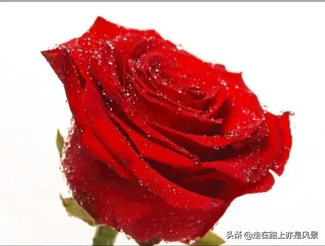 你认为世界上最漂亮的人是谁?为什么?