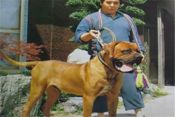 最凶悍的十大名犬:巴西非勒上榜,它是猛犬霸主