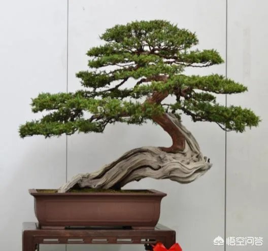 红果榆