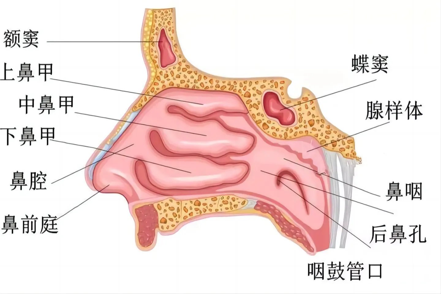 鼻子里面的结构图