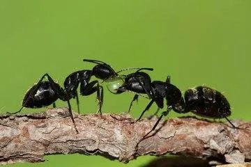黑蚂蚁怎么吃