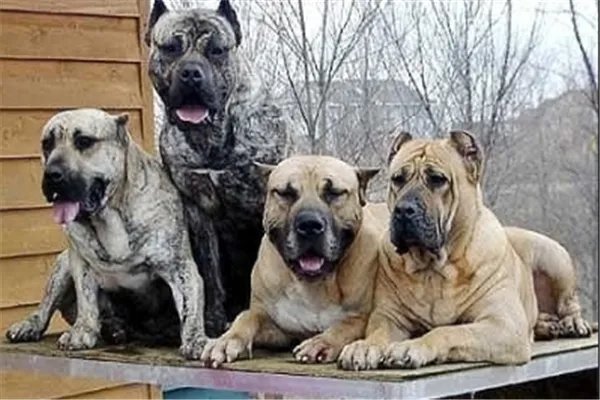 最凶悍的十大名犬:巴西非勒上榜,它是猛犬霸主