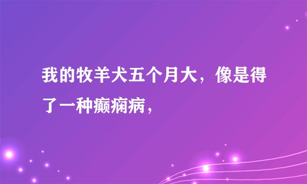 我的牧羊犬五个月大，像是得了一种癫痫病，