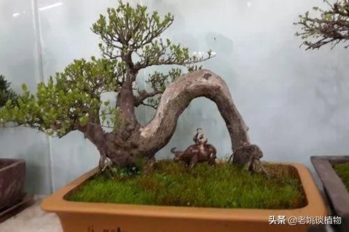 红果榆