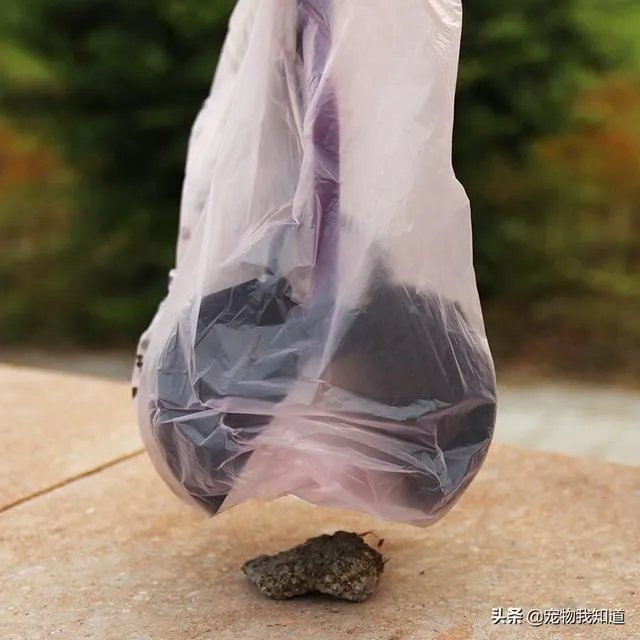 给宠物狗办证需要什么流程?有必要吗?