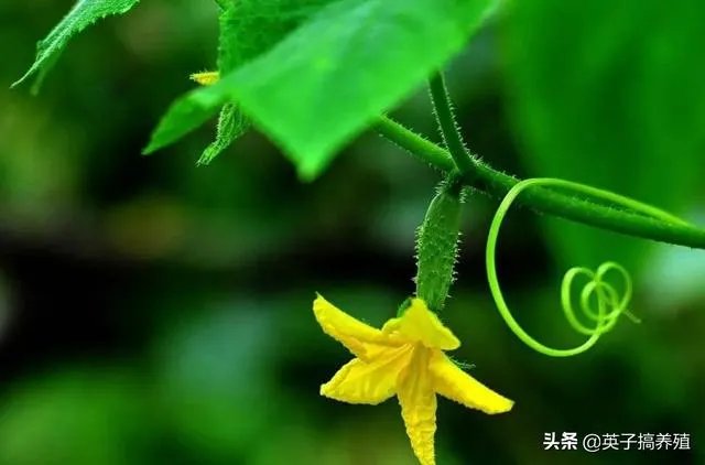 黄瓜种子哪个好?
