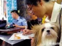 给宠物狗办证需要什么流程?有必要吗?