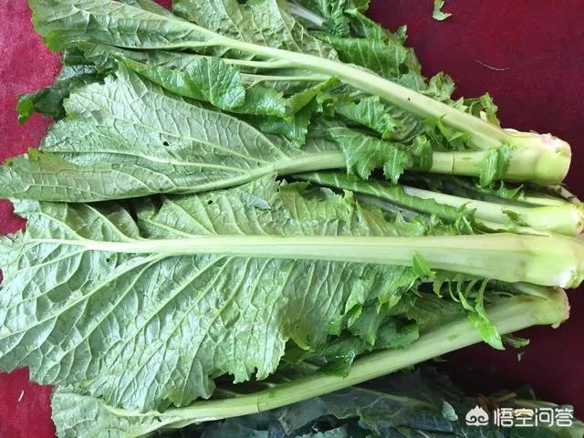 怎样腌酸菜?
