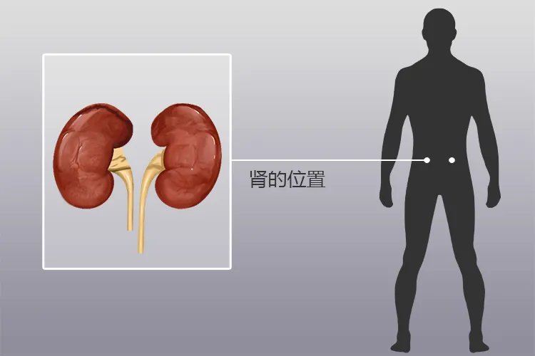 肾在腰上哪个位置图