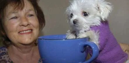 世界上最小的狗是什么品种 到底能小到什么程度