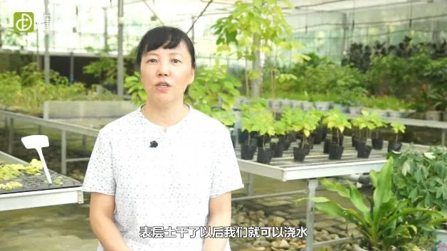 玫瑰花怎么养