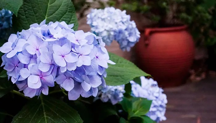 绣球花有毒吗 绣球花有没有毒