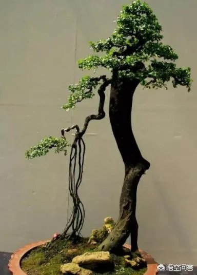 红果榆