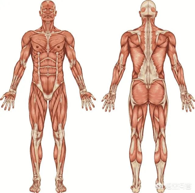 薄荷网上,怎么显示自己跑步消耗了多少卡路里?