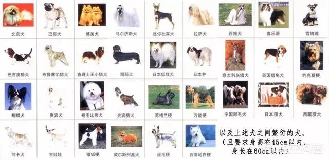 给宠物狗办证需要什么流程?有必要吗?