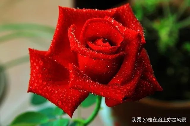 你认为世界上最漂亮的人是谁?为什么?