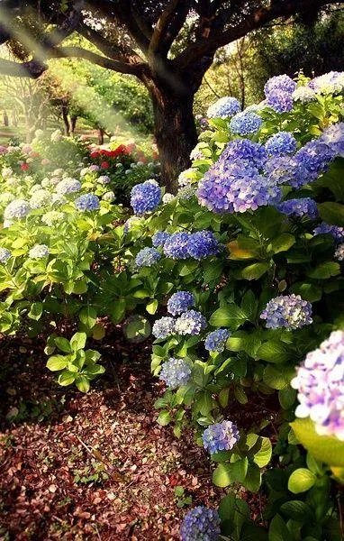 谢谢你的花语图片?