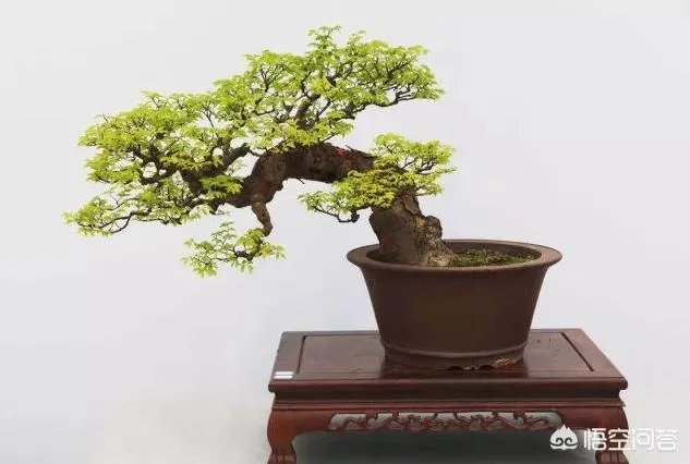 红果榆