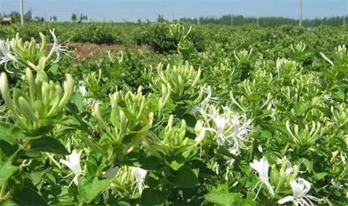 金银花产地主要分布在哪里 什么时候采的金银花比较好