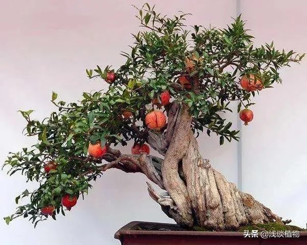红果榆