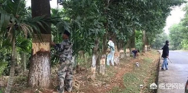 162棵树遭剥皮
