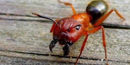 社会性昆虫