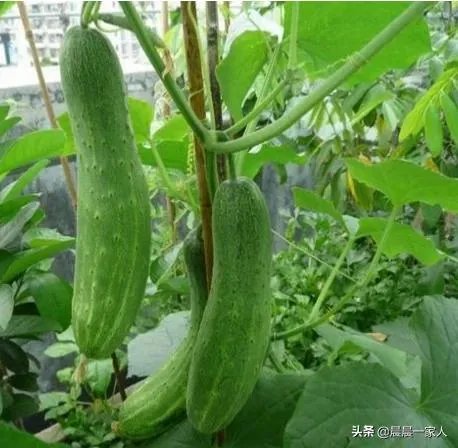 黄瓜种子哪个好?