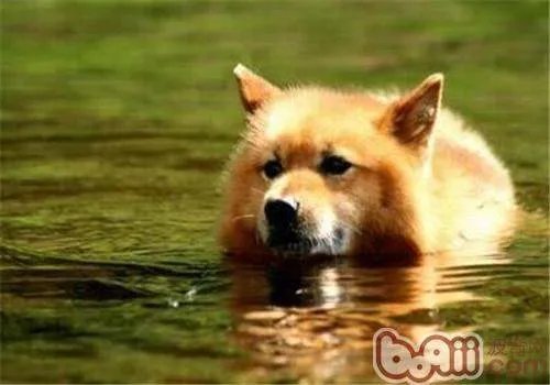 芬兰猎犬的形态特征有哪些？