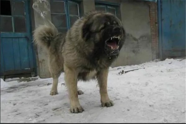 最凶悍的十大名犬:巴西非勒上榜,它是猛犬霸主