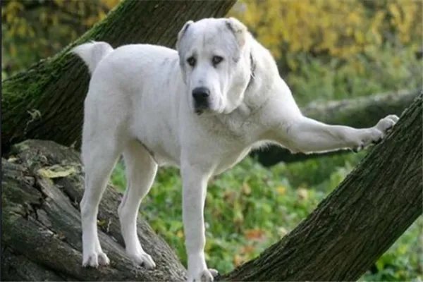 最凶悍的十大名犬:巴西非勒上榜,它是猛犬霸主