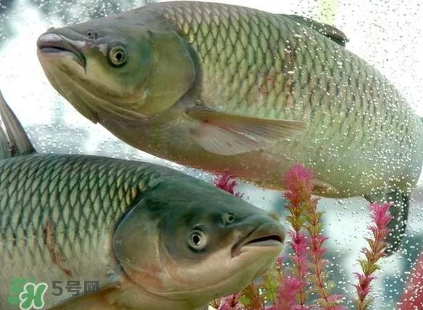 脆肉鲩吃什么的?脆肉鲩和皖鱼有什么区别