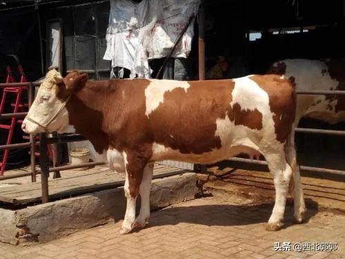 如何科学养牛？