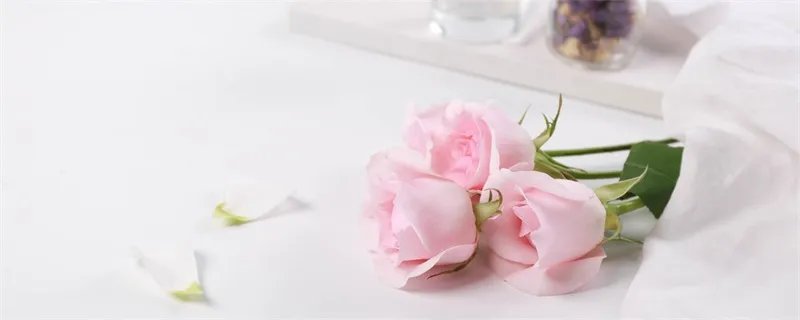 粉色玫瑰花语 粉色玫瑰的花语是什么