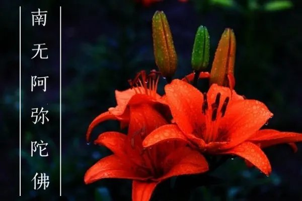 百合花写南无阿弥陀佛的图片有吗?百合花图片有写南无阿弥陀佛有吗？
