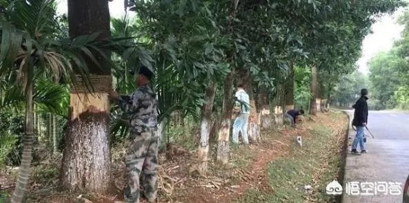 162棵树遭剥皮