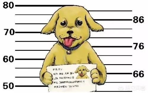 给宠物狗办证需要什么流程?有必要吗?