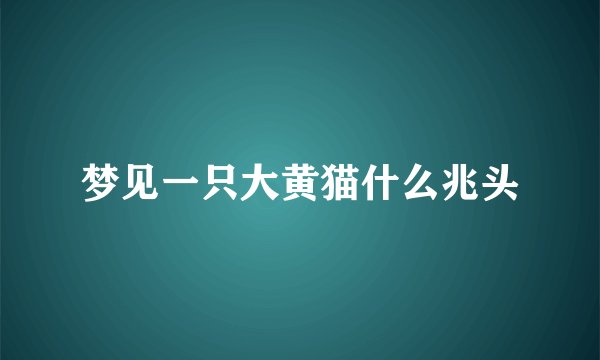 梦见一只大黄猫什么兆头