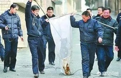 给宠物狗办证需要什么流程?有必要吗?