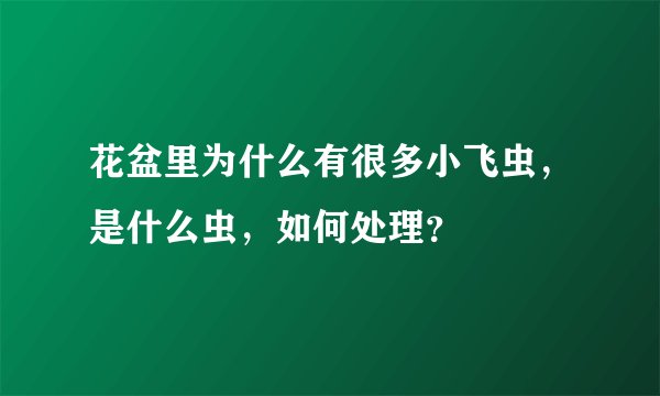 花盆里为什么有很多小飞虫,是什么虫,如何处理?