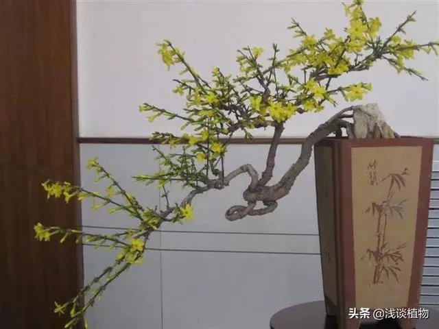 红果榆