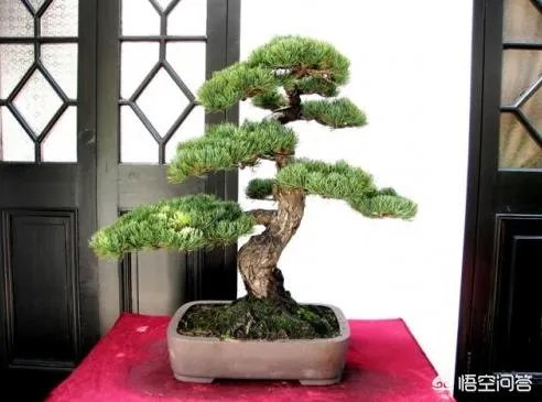 红果榆