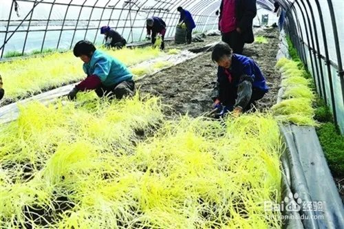韭黄种植方法