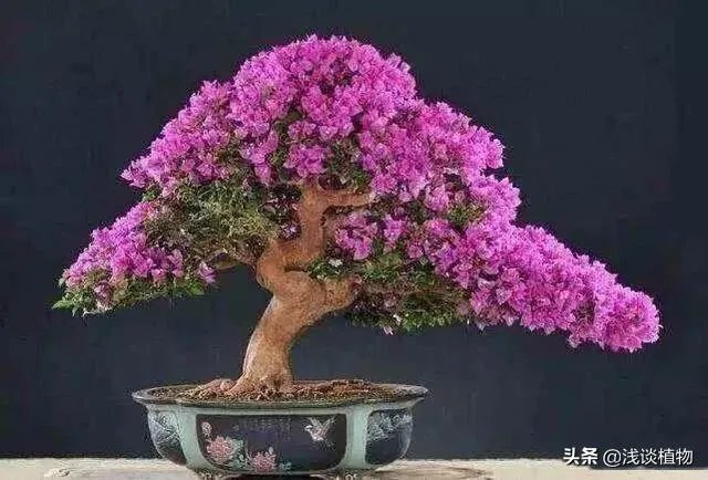 红果榆