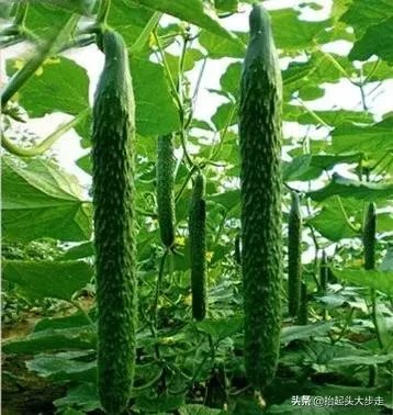 黄瓜种子哪个好?