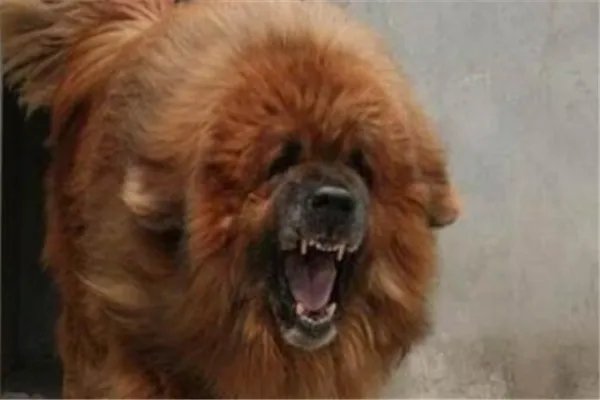 最凶悍的十大名犬:巴西非勒上榜,它是猛犬霸主