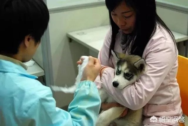 给宠物狗办证需要什么流程?有必要吗?